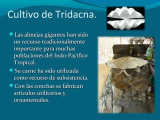 Cultivo de Tridacna.
Las almejas gigantes han sido

un recurso tradicionalmente
importante para muchas
poblaciones del Indo-Pacífico
Tropical.
Su carne ha sido utilizada
como recurso de subsistencia.
Con las conchas se fabrican
artículos utilitarios y
ornamentales.

 