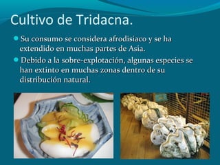 Cultivo de Tridacna.
Su consumo se considera afrodisiaco y se ha

extendido en muchas partes de Asia.
Debido a la sobre-explotación, algunas especies se
han extinto en muchas zonas dentro de su
distribución natural.

 