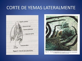 CORTE DE YEMAS LATERALMENTE 
 