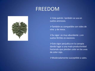 FREEDOM
     Este patrón también se usa en
    suelos arenosos.

    También es compatible con vides de
    vino y de mesa.

    Su vigor es muy abundante y en
    suelos fértiles es excesivo.

    Este vigor perjudica en la canopia
    dando lugar a una mala productividad
    haciendo que pierdan color en las uvas
    de color rojo.

    Moderadamente susceptible a sales.
 