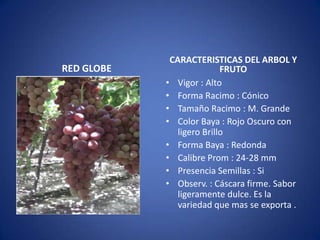 CARACTERISTICAS DEL ARBOL Y
RED GLOBE                  FRUTO
            • Vigor : Alto
            • Forma Racimo : Cónico
            • Tamaño Racimo : M. Grande
            • Color Baya : Rojo Oscuro con
               ligero Brillo
            • Forma Baya : Redonda
            • Calibre Prom : 24-28 mm
            • Presencia Semillas : Si
            • Observ. : Cáscara firme. Sabor
               ligeramente dulce. Es la
               variedad que mas se exporta .
 