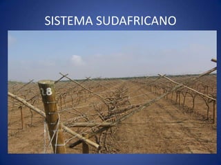 SISTEMA SUDAFRICANO
 
