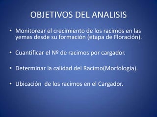 OBJETIVOS DEL ANALISIS
• Monitorear el crecimiento de los racimos en las
  yemas desde su formación (etapa de Floración).

• Cuantificar el Nº de racimos por cargador.

• Determinar la calidad del Racimo(Morfología).

• Ubicación de los racimos en el Cargador.
 