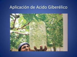 Aplicación de Acido Giberélico
 