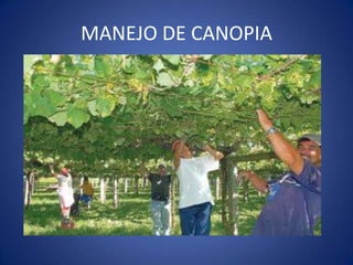 MANEJO DE CANOPIA
 