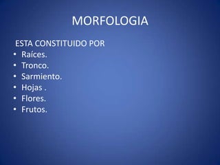 MORFOLOGIA
 ESTA CONSTITUIDO POR
• Raíces.
• Tronco.
• Sarmiento.
• Hojas .
• Flores.
• Frutos.
 