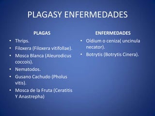 PLAGASY ENFERMEDADES
            PLAGAS                        ENFERMEDADES
• Thrips.                           • Oídium o ceniza( uncinula
• Filoxera (Filoxera vitifollae).     necator).
• Mosca Blanca (Aleurodicus         • Botrytis (Botrytis Cinera).
  coccois).
• Nematodos.
• Gusano Cachudo (Pholus
  vitis).
• Mosca de la Fruta (Ceratitis
  Y Anastrepha)
 