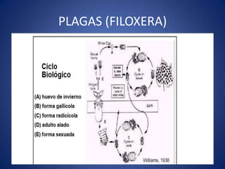 PLAGAS (FILOXERA)
 