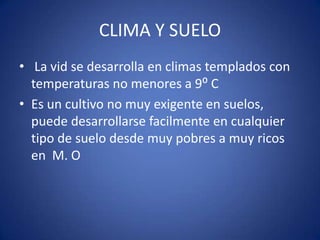 CLIMA Y SUELO
• La vid se desarrolla en climas templados con
  temperaturas no menores a 9⁰ C
• Es un cultivo no muy exigente en suelos,
  puede desarrollarse facilmente en cualquier
  tipo de suelo desde muy pobres a muy ricos
  en M. O
 