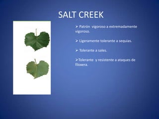 SALT CREEK
    Patrón vigoroso a extremadamente
   vigoroso.

    Ligeramente tolerante a sequias.

    Tolerante a sales.

   Tolerante y resistente a ataques de
   filoxera.
 