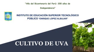 CULTIVO DE UVA
INSTITUTO DE EDUCACIÓN SUPERIOR TECNOLÓGICO
PÚBLICO “ENRIQUE LOPEZ ALBUJAR”
"Año del Bicentenario del Perú: 200 años de
Independencia"
 