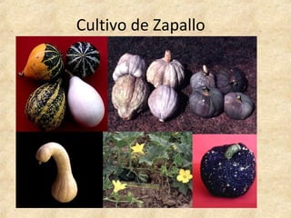 Cultivo de Zapallo
 