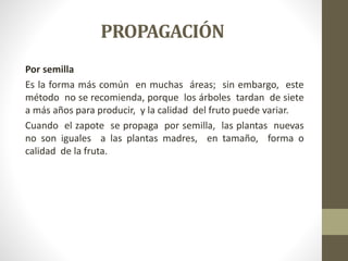 PROPAGACIÓN
Por semilla
Es la forma más común en muchas áreas; sin embargo, este
método no se recomienda, porque los árboles tardan de siete
a más años para producir, y la calidad del fruto puede variar.
Cuando el zapote se propaga por semilla, las plantas nuevas
no son iguales a las plantas madres, en tamaño, forma o
calidad de la fruta.
 