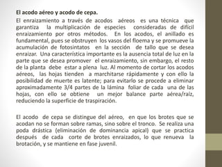 El acodo aéreo y acodo de cepa.
El enraizamiento a través de acodos aéreos es una técnica que
garantiza la multiplicación de especies consideradas de difícil
enraizamiento por otros métodos. En los acodos, el anillado es
fundamental, pues se obstruyen los vasos del floema y se promueve la
acumulación de fotosintatos en la sección de tallo que se desea
enraizar. Una característica importante es la ausencia total de luz en la
parte que se desea promover el enraizamiento, sin embargo, el resto
de la planta debe estar a plena luz. Al momento de cortar los acodos
aéreos, las hojas tienden a marchitarse rápidamente y con ello la
posibilidad de muerte es latente; para evitarlo se procede a eliminar
aproximadamente 3/4 partes de la lámina foliar de cada una de las
hojas, con ello se obtiene un mejor balance parte aérea/raíz,
reduciendo la superficie de traspiración.
El acodo de cepa se distingue del aéreo, en que los brotes que se
acodan no se forman sobre ramas, sino sobre el tronco. Se realiza una
poda drástica (eliminación de dominancia apical) que se practica
después de cada corte de brotes enraizados, lo que renueva la
brotación, y se mantiene en fase juvenil.
 