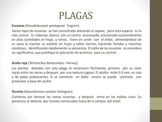 PLAGAS
Escamas (Pseudalacaspis pentagona Targioni)
Varios tipos de escamas se han encontrado atacando el zapote, pero esta especie es la
más común. Es redonda, blanca con un centro anaranjado, encontrada ocasionalmente
en altas cantidades en hojas y ramas. Viven en unión con el árbol, alimentándose de
su savia al insertar su estilete en hojas y tallos tiernos, haciendo heridas y manchas
cloróticas, identificando rápidamente su presencia. El daño de las escamas se considera
no significativo, que justifique la aplicación de químicos para su control.
Araña roja (Tetranichus bimaculatus Harvey)
Las plantas dañadas con esta plaga se reconocen fácilmente, primero por su color
rojizo entre las venas y después por una textura rugosa. El adulto mide 0.3 mm, es rojo
y de patas pubescentes. Si se convierte en daño severo se puede controlar con
productos a base de azufre.
Termita (Nasutitermes costalis Holmgren)
Comienza por devorar las ramas muertas, y después entra en los tejidos vivos. Su
presencia se detecta por túneles construidos fuera de la corteza del árbol.
 