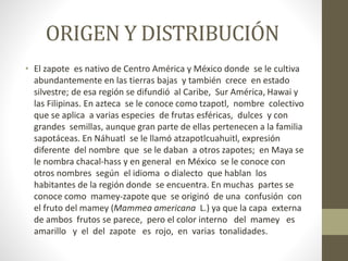 ORIGEN Y DISTRIBUCIÓN
• El zapote es nativo de Centro América y México donde se le cultiva
abundantemente en las tierras bajas y también crece en estado
silvestre; de esa región se difundió al Caribe, Sur América, Hawai y
las Filipinas. En azteca se le conoce como tzapotl, nombre colectivo
que se aplica a varias especies de frutas esféricas, dulces y con
grandes semillas, aunque gran parte de ellas pertenecen a la familia
sapotáceas. En Náhuatl se le llamó atzapotlcuahuitl, expresión
diferente del nombre que se le daban a otros zapotes; en Maya se
le nombra chacal-hass y en general en México se le conoce con
otros nombres según el idioma o dialecto que hablan los
habitantes de la región donde se encuentra. En muchas partes se
conoce como mamey-zapote que se originó de una confusión con
el fruto del mamey (Mammea americana L.) ya que la capa externa
de ambos frutos se parece, pero el color interno del mamey es
amarillo y el del zapote es rojo, en varias tonalidades.
 
