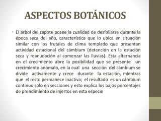 ASPECTOS BOTÁNICOS
• El árbol del zapote posee la cualidad de desfoliarse durante la
época seca del año, característica que lo ubica en situación
similar con los frutales de clima templado que presentan
actividad estacional del cámbium (detención en la estación
seca y reanudación al comenzar las lluvias). Esta alternancia
en el crecimiento abre la posibilidad que se presente un
crecimiento anómalo, en la cual una sección del cámbium se
divide activamente y crece durante la estación, mientras
que el resto permanece inactiva; el resultado es un cámbium
continuo solo en secciones y esto explica los bajos porcentajes
de prendimiento de injertos en esta especie
 