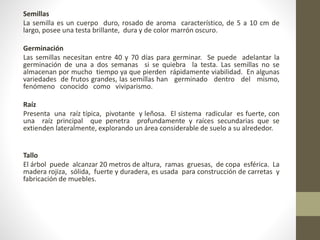 Semillas
La semilla es un cuerpo duro, rosado de aroma característico, de 5 a 10 cm de
largo, posee una testa brillante, dura y de color marrón oscuro.
Germinación
Las semillas necesitan entre 40 y 70 días para germinar. Se puede adelantar la
germinación de una a dos semanas si se quiebra la testa. Las semillas no se
almacenan por mucho tiempo ya que pierden rápidamente viabilidad. En algunas
variedades de frutos grandes, las semillas han germinado dentro del mismo,
fenómeno conocido como viviparismo.
Raíz
Presenta una raíz típica, pivotante y leñosa. El sistema radicular es fuerte, con
una raíz principal que penetra profundamente y raíces secundarias que se
extienden lateralmente, explorando un área considerable de suelo a su alrededor.
Tallo
El árbol puede alcanzar 20 metros de altura, ramas gruesas, de copa esférica. La
madera rojiza, sólida, fuerte y duradera, es usada para construcción de carretas y
fabricación de muebles.
 
