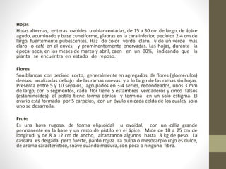 Hojas
Hojas alternas, enteras ovoides u oblanceoladas, de 15 a 30 cm de largo, de ápice
agudo, acuminado y base cuneiforme, glabras en la cara inferior, pecíolos 2-4 cm de
largo, fuertemente pubescentes. Haz de color verde claro, y de un verde más
claro o café en el envés, y prominentemente enervadas. Las hojas, durante la
época seca, en los meses de marzo y abril, caen en un 80%, indicando que la
planta se encuentra en estado de reposo.
Flores
Son blancas con pecíolo corto, generalmente en agregados de flores (glomérulos)
densos, localizadas debajo de las ramas nuevas y a lo largo de las ramas sin hojas.
Presenta entre 5 y 10 sépalos, agrupados en 3-4 series, redondeados, unos 3 mm
de largo, con 5 segmentos, cada flor tiene 5 estambres verdaderos y cinco falsos
(estaminoides), el pistilo tiene forma cónica y termina en un solo estigma. El
ovario está formado por 5 carpelos, con un óvulo en cada celda de los cuales solo
uno se desarrolla.
Fruto
Es una baya rugosa, de forma elipsoidal u ovoidal, con un cáliz grande
permanente en la base y un resto de pistilo en el ápice. Mide de 10 a 25 cm de
longitud y de 8 a 12 cm de ancho, alcanzando algunos hasta 3 kg de peso. La
cáscara es delgada pero fuerte, pardo rojiza. La pulpa o mesocarpio rojo es dulce,
de aroma característico, suave cuando madura, con poca o ninguna fibra.
 