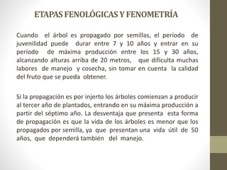 ETAPASFENOLÓGICASYFENOMETRÍA
Cuando el árbol es propagado por semillas, el período de
juvenilidad puede durar entre 7 y 10 años y entrar en su
período de máxima producción entre los 15 y 30 años,
alcanzando alturas arriba de 20 metros, que dificulta muchas
labores de manejo y cosecha, sin tomar en cuenta la calidad
del fruto que se pueda obtener.
Si la propagación es por injerto los árboles comienzan a producir
al tercer año de plantados, entrando en su máxima producción a
partir del séptimo año. La desventaja que presenta esta forma
de propagación es que la vida de los árboles es menor que los
propagados por semilla, ya que presentan una vida útil de 50
años, que dependerá también del manejo.
 
