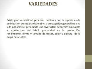 VARIEDADES
Existe gran variabilidad genética, debido a que la especie es de
polinización cruzada (alógama) y su propagación generalizada ha
sido por semilla, generando una diversidad de formas en cuanto
a arquitectura del árbol, precocidad en la producción,
rendimiento, forma y tamaño de frutos, color y dulzura de la
pulpa entre otras.
 