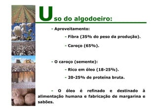 - Aproveitamento:
- Fibra (35% do peso da produção).
- Caroço (65%).
- O caroço (semente):
- Rico em óleo (18-25%).
- 20-25% de proteína bruta.
- O óleo é refinado e destinado à
alimentação humana e fabricação de margarina e
sabões.
Uso do algodoeiro:
 
