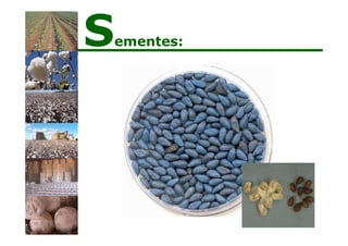 Sementes:
 