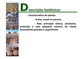 - Característica da planta:
- Ereta, anual ou perene.
- Raiz principal cônica, pivotante,
profunda e com pequeno número de raízes
secundárias grossas e superficiais.
Descrição botânica:
 