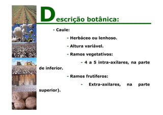- Caule:
- Herbáceo ou lenhoso.
- Altura variável.
- Ramos vegetativos:
- 4 a 5 intra-axilares, na parte
de inferior.
- Ramos frutíferos:
- Extra-axilares, na parte
superior).
Descrição botânica:
 