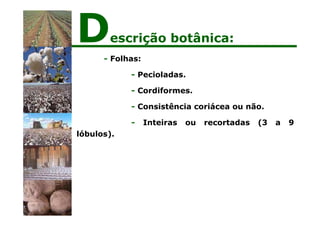 - Folhas:
- Pecioladas.
- Cordiformes.
- Consistência coriácea ou não.
- Inteiras ou recortadas (3 a 9
lóbulos).
Descrição botânica:
 