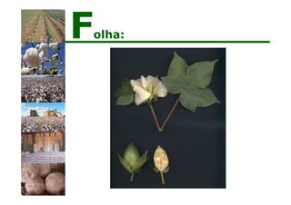 Folha:
 