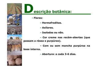 - Flores:
- Hermafroditas.
- Axilares.
- Isoladas ou não.
- Cor creme nas recém-abertas (que
passam a rósea e purpúreo).
- Com ou sem mancha purpúrea na
base interna.
- Abertura: a cada 3-6 dias.
Descrição botânica:
 