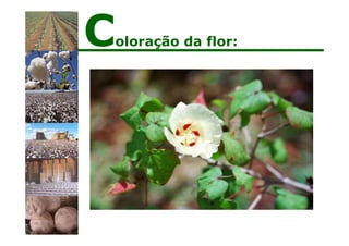 Coloração da flor:
 