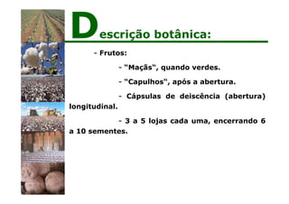 - Frutos:
- “Maçãs“, quando verdes.
- “Capulhos“, após a abertura.
- Cápsulas de deiscência (abertura)
longitudinal.
- 3 a 5 lojas cada uma, encerrando 6
a 10 sementes.
Descrição botânica:
 