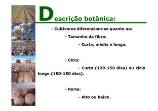 - Cultivares diferenciam-se quanto ao:
- Tamanho da fibra:
- Curta, média e longa.
- Ciclo:
- Curto (120-150 dias) ou ciclo
longo (150-180 dias).
- Porte:
- Alto ou baixo.
Descrição botânica:
 
