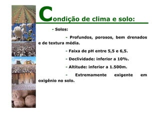 - Solos:
- Profundos, porosos, bem drenados
e de textura média.
- Faixa de pH entre 5,5 e 6,5.
- Declividade: inferior a 10%.
- Altitude: inferior a 1.500m.
- Extremamente exigente em
oxigênio no solo.
Condição de clima e solo:
 