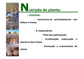 - FÓSFORO:
- Concentra-se principalmente nas
folhas e frutos.
- É responsável:
- Pela boa polinização.
- Frutificação, maturação e
abertura dos frutos.
- Formação e crescimento de
raízes.
Nutrição da planta:
 