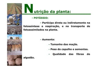 - POTÁSSIO:
- Participa direta ou indiretamente na
fotossíntese e respiração, e no transporte de
fotoassimilados na planta.
- Aumenta:
- Tamanho das maçãs.
- Peso do capulho e sementes.
- Qualidade das fibras do
algodão.
Nutrição da planta:
 