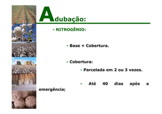 - NITROGÊNIO:
- Base + Cobertura.
- Cobertura:
- Parcelada em 2 ou 3 vezes.
- Até 40 dias após a
emergência;
Adubação:
 
