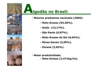 - Maiores produtores nacionais (2005):
- Mato Grosso (54,36%).
- Goiás (13,17%).
- São Paulo (6,97%).
- Mato Grosso do Sul (6,94%).
- Minas Gerais (3,99%).
- Paraná (3,65%).
- Maior produtividade:
- Mato Grosso (2.471kg/ha).
Algodão no Brasil:
 
