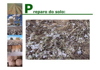 Preparo do solo:
 