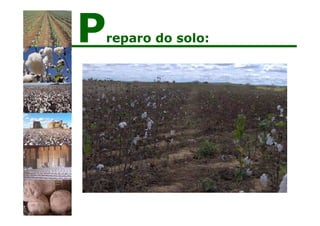 Preparo do solo:
 