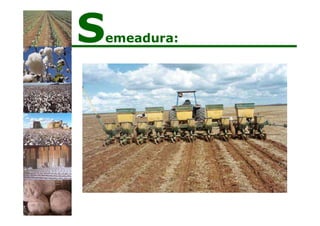 Semeadura:
 