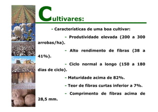 Cultivares:
- Características de uma boa cultivar:
- Produtividade elevada (200 a 300
arrobas/ha).
- Alto rendimento de fibras (38 a
41%).
- Ciclo normal a longo (150 a 180
dias de ciclo).
- Maturidade acima de 82%.
- Teor de fibras curtas inferior a 7%.
- Comprimento de fibras acima de
28,5 mm.
 