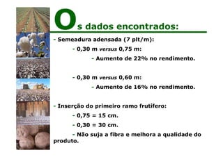 - Semeadura adensada (7 plt/m):
- 0,30 m versus 0,75 m:
- Aumento de 22% no rendimento.
- 0,30 m versus 0,60 m:
- Aumento de 16% no rendimento.
- Inserção do primeiro ramo frutífero:
- 0,75 = 15 cm.
- 0,30 = 30 cm.
- Não suja a fibra e melhora a qualidade do
produto.
Os dados encontrados:
 
