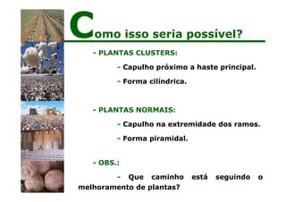 - PLANTAS CLUSTERS:
- Capulho próximo a haste principal.
- Forma cilíndrica.
- PLANTAS NORMAIS:
- Capulho na extremidade dos ramos.
- Forma piramidal.
- OBS.:
- Que caminho está seguindo o
melhoramento de plantas?
Como isso seria possível?
 