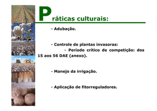 - Adubação.
- Controle de plantas invasoras:
- Período crítico de competição: dos
15 aos 56 DAE (anexo).
- Manejo da irrigação.
- Aplicação de fitorreguladores.
Práticas culturais:
 