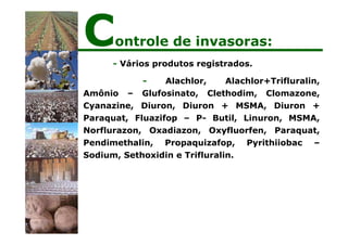 - Vários produtos registrados.
- Alachlor, Alachlor+Trifluralin,
Amônio – Glufosinato, Clethodim, Clomazone,
Cyanazine, Diuron, Diuron + MSMA, Diuron +
Paraquat, Fluazifop – P- Butil, Linuron, MSMA,
Norflurazon, Oxadiazon, Oxyfluorfen, Paraquat,
Pendimethalin, Propaquizafop, Pyrithiiobac –
Sodium, Sethoxidin e Trifluralin.
Controle de invasoras:
 