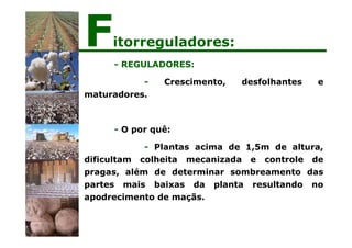 - REGULADORES:
- Crescimento, desfolhantes e
maturadores.
- O por quê:
- Plantas acima de 1,5m de altura,
dificultam colheita mecanizada e controle de
pragas, além de determinar sombreamento das
partes mais baixas da planta resultando no
apodrecimento de maçãs.
Fitorreguladores:
 