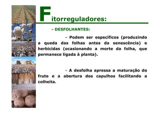 - DESFOLHANTES:
- Podem ser específicos (produzindo
a queda das folhas antes da senescência) e
herbicidas (ocasionando a morte da folha, que
permanece ligada à planta).
- A desfolha apressa a maturação do
fruto e a abertura dos capulhos facilitando a
colheita.
Fitorreguladores:
 